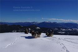Norwegian Elkhounds Ranging In Snow