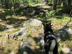 Reidar Full Blood Elkhound Male in New Hampshire