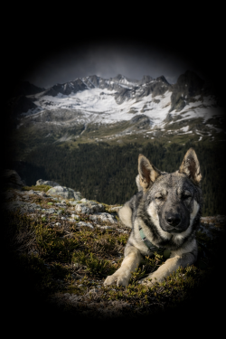Revna Son - Full Blood Elkhound Male