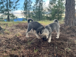 Sig and Kaia matched pair of Full Blood Elkhounds