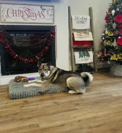 Torin - Fullblood Elkhound Male Ready To Work