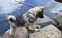 Kavik Norwegian Elkhound Male