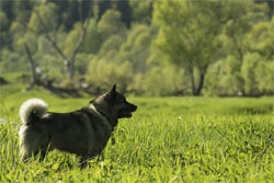 Ragnar, Norwegian Elkhound Male
