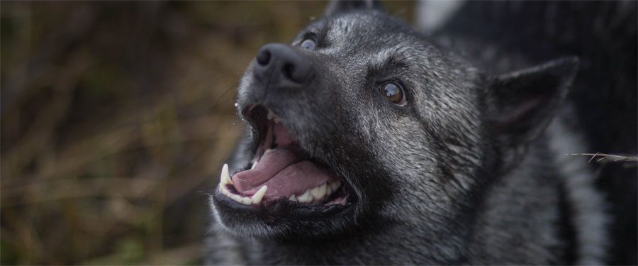 Norwegian Elkhound Male