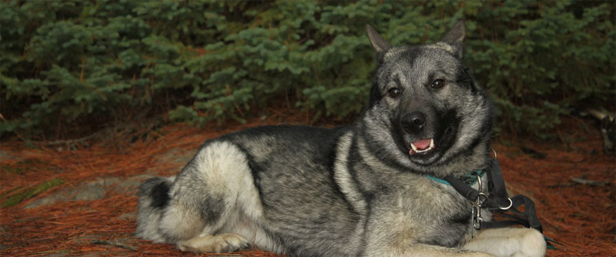 Hunting Lineage Elkhound