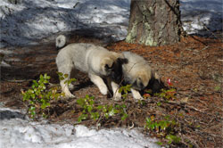Two Elkhound Brothers Bane and Havoc