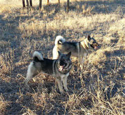 Scout and Kaia Elkhound Sisters