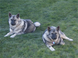 Two Elkhound Brothers Kona and Bruin